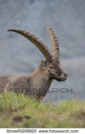 Stock Image - Alpine Ibex (Capra Ibex), Hohe Tauern National Park, Carinthia, Austria, Europe. Fotosearch