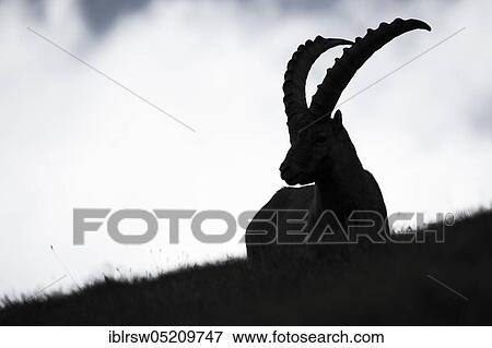 Stock Photo - Alpine Ibex (Capra Ibex), Hohe Tauern National Park, Carinthia, Austria, Europe. Fotosearch