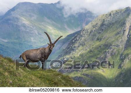 Stock Photograph - Alpine Ibex (Capra Ibex), Hohe Tauern National Park, Carinthia, Austria, Europe. Fotosearch