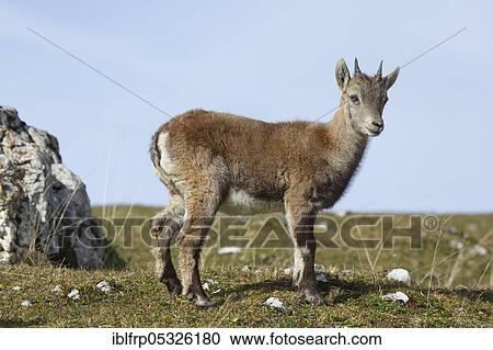 Stock Image - Alpine ibex, fawn, Capra ibex, Switzerland, Europe. Fotosearch