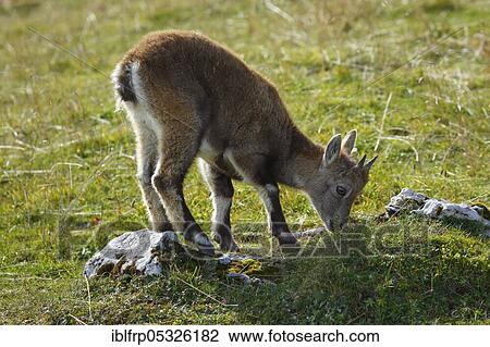Stock Image - Alpine ibex, fawn, Capra ibex, Switzerland, Europe. Fotosearch