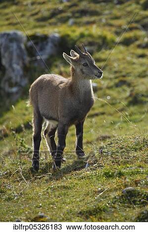 Alpine ibex, fawn, Capra ibex, Switzerland, Europe View Large Photo Image Stock Image - Alpine ibex, fawn, Capra ibex, Switzerland, Europe. Fotosearch