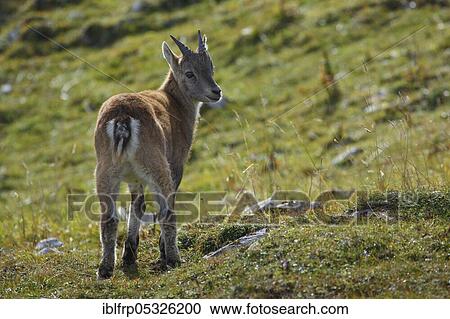 Stock Image - Alpine ibex, fawn, Capra ibex, Switzerland, Europe. Fotosearch