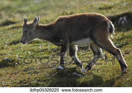 Stock Image - Alpine ibex, fawn, Capra ibex, Switzerland, Europe. Fotosearch