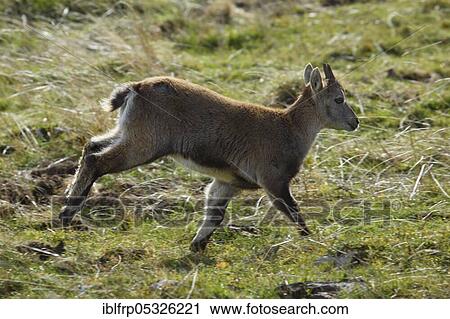 Stock Image - Alpine ibex, fawn, Capra ibex, Switzerland, Europe. Fotosearch