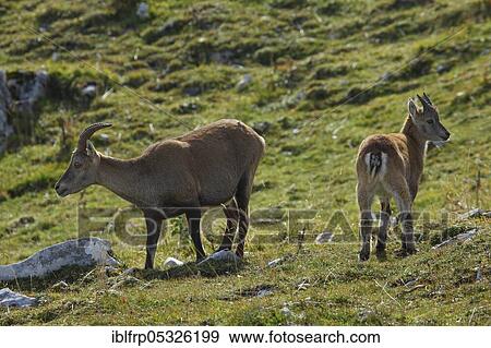 Stock Photo - Alpine ibex with fawn, Capra ibex, Switzerland, Europe. Fotosearch
