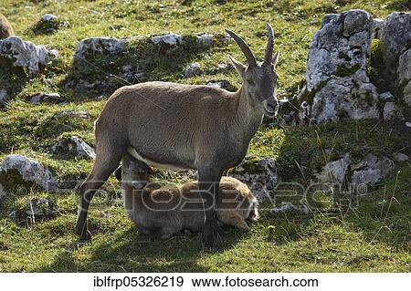 Alpine ibex with fawn, Capra ibex, Switzerland, Europe View Large Photo Image Stock Photo - Alpine ibex with fawn, Capra ibex, Switzerland, Europe. Fotosearch