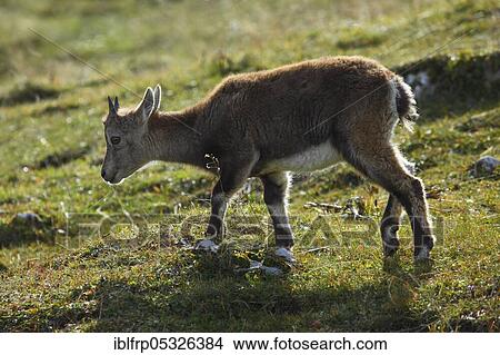 Alpine ibex, young animal, Capra ibex, Creux du Van, Switzerland, Europe View Large Photo Image Picture - Alpine ibex, young animal, Capra ibex, Creux du Van, Switzerland, Europe. Fotosearch