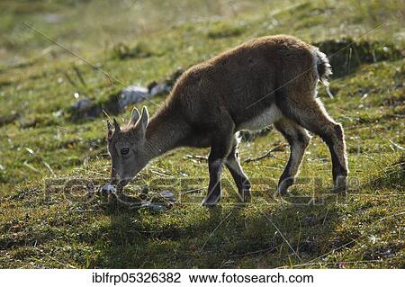 Alpine ibex, young animal, Capra ibex, Creux du Van, Switzerland, Europe View Large Photo Image Stock Image - Alpine ibex, young animal, Capra ibex, Creux du Van, Switzerland, Europe. Fotosearch