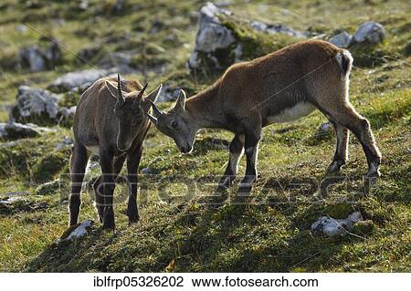Alpine ibex, young animals, Capra ibex, Switzerland, Europe View Large Photo Image Stock Image - Alpine ibex, young animals, Capra ibex, Switzerland, Europe. Fotosearch