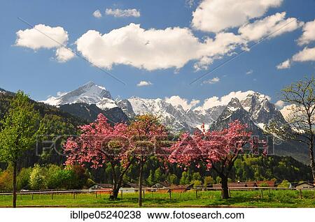 Alpine landscape, mountain range, Wetterstein range, Zugspitzgruppe, spring, cherry trees, Bavaria, Garmisch-Partenkirchen, Germany, Europe View Large Photo Image Stock Photo - Alpine landscape, mountain range, Wetterstein range, Zugspitzgruppe, spring, cherry trees, Bavaria, Garmisch-Partenkirchen, Germany, Europe. Fotosearch