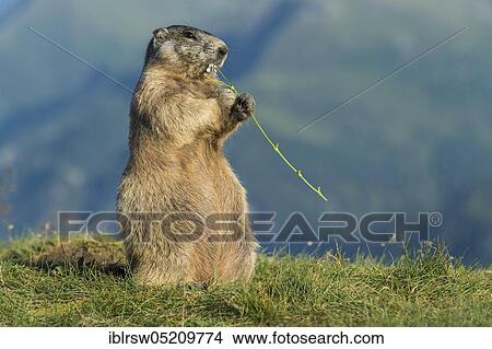 Picture - Alpine Marmot (Marmota marmota), Hohe Tauern Natonal Park, Carinthia, Austria, Europe. Fotosearch