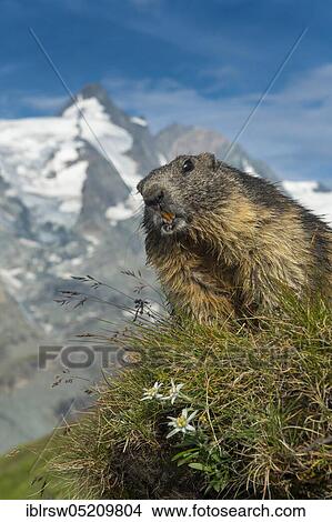 Picture - Alpine Marmot (Marmota marmota), Hohe Tauern Natonal Park, Carinthia, Austria, Europe. Fotosearch
