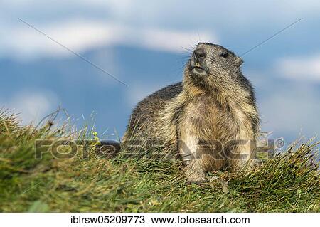 Stock Image - Alpine Marmot (Marmota marmota), Hohe Tauern Natonal Park, Carinthia, Austria, Europe. Fotosearch