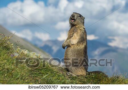 Alpine Marmot (Marmota marmota), Hohe Tauern Natonal Park, Carinthia, Austria, Europe View Large Photo Image Stock Photo - Alpine Marmot (Marmota marmota), Hohe Tauern Natonal Park, Carinthia, Austria, Europe. Fotosearch