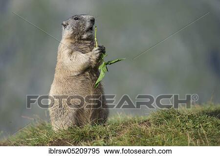 Stock Photography - Alpine Marmot (Marmota marmota), Hohe Tauern Natonal Park, Carinthia, Austria, Europe. Fotosearch