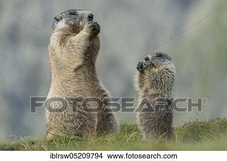 Picture - Alpine Marmots (Marmota marmota) Hohe Tauern National Park, Carinthia, Austria, Europe. Fotosearch