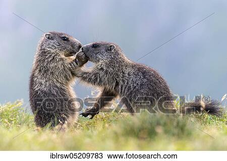 Alpine Marmots (Marmota marmota) Hohe Tauern National Park, Carinthia, Austria, Europe View Large Photo Image Stock Image - Alpine Marmots (Marmota marmota) Hohe Tauern National Park, Carinthia, Austria, Europe. Fotosearch