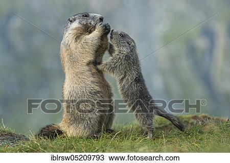 Alpine Marmots (Marmota marmota) Hohe Tauern National Park, Carinthia, Austria, Europe View Large Photo Image Stock Image - Alpine Marmots (Marmota marmota) Hohe Tauern National Park, Carinthia, Austria, Europe. Fotosearch