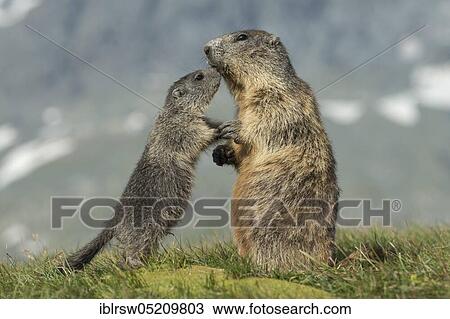 Alpine Marmots (Marmota marmota) Hohe Tauern National Park, Carinthia, Austria, Europe View Large Photo Image Stock Image - Alpine Marmots (Marmota marmota) Hohe Tauern National Park, Carinthia, Austria, Europe. Fotosearch