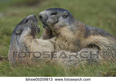 Alpine Marmots (Marmota marmota) Hohe Tauern National Park, Carinthia, Austria, Europe View Large Photo Image Stock Image - Alpine Marmots (Marmota marmota) Hohe Tauern National Park, Carinthia, Austria, Europe. Fotosearch