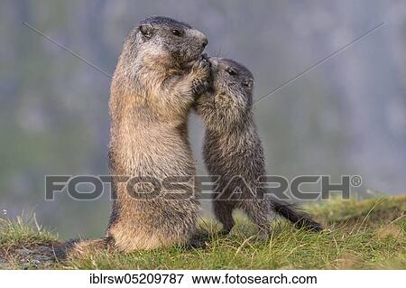 Alpine Marmots (Marmota marmota) Hohe Tauern National Park, Carinthia, Austria, Europe View Large Photo Image Stock Photo - Alpine Marmots (Marmota marmota) Hohe Tauern National Park, Carinthia, Austria, Europe. Fotosearch