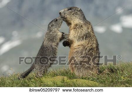 Stock Photo - Alpine Marmots (Marmota marmota) Hohe Tauern National Park, Carinthia, Austria, Europe. Fotosearch