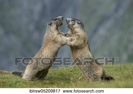 Alpine Marmots (Marmota marmota) Hohe Tauern National Park, Carinthia, Austria, Europe View Large Photo Image Stock Photo - Alpine Marmots (Marmota marmota) Hohe Tauern National Park, Carinthia, Austria, Europe. Fotosearch