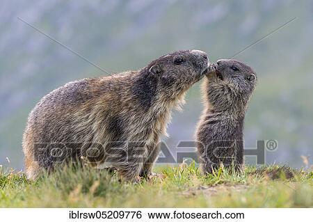 Alpine Marmots (Marmota marmota) Hohe Tauern National Park, Carinthia, Austria, Europe View Large Photo Image Stock Photograph - Alpine Marmots (Marmota marmota) Hohe Tauern National Park, Carinthia, Austria, Europe. Fotosearch