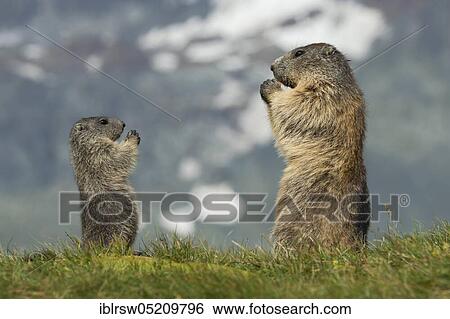 Stock Photograph - Alpine Marmots (Marmota marmota) Hohe Tauern National Park, Carinthia, Austria, Europe. Fotosearch