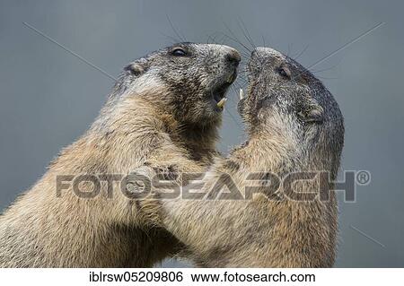 Stock Photograph - Alpine Marmots (Marmota marmota) Hohe Tauern National Park, Carinthia, Austria, Europe. Fotosearch
