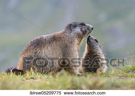 Alpine Marmots (Marmota marmota) Hohe Tauern National Park, Carinthia, Austria, Europe View Large Photo Image Stock Photography - Alpine Marmots (Marmota marmota) Hohe Tauern National Park, Carinthia, Austria, Europe. Fotosearch