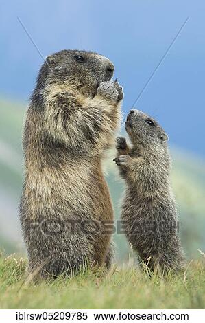 Alpine Marmots (Marmota marmota) Hohe Tauern National Park, Carinthia, Austria, Europe View Large Photo Image Stock Photography - Alpine Marmots (Marmota marmota) Hohe Tauern National Park, Carinthia, Austria, Europe. Fotosearch