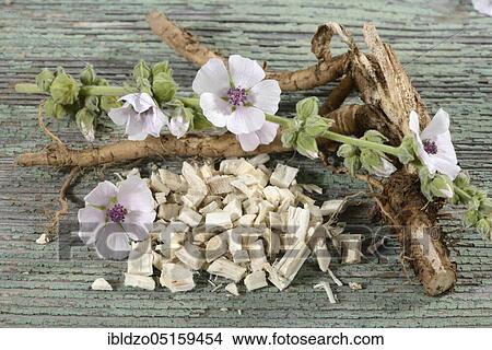 Picture - Althaea officinalis (Althea officinalis) roots, marshmallow roots, ade root, old tea, old thee, old eh, driant root, yew, river herb, medicinal root, native root, auxiliary root, Ibsche, Ipsche, velvet poplar, velvet poplar, slime root, white poplar,.... Fotosearch