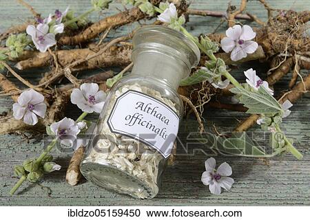 Althaea officinalis (Althea officinalis) roots, marshmallow roots, ade root, old tea, old thee, old eh, driant root, yew, river herb, medicinal root, native root, auxiliary root, Ibsche, Ipsche, velvet poplar, velvet poplar, slime root, white poplar,... View Large Photo Image Stock Image - Althaea officinalis (Althea officinalis) roots, marshmallow roots, ade root, old tea, old thee, old eh, driant root, yew, river herb, medicinal root, native root, auxiliary root, Ibsche, Ipsche, velvet poplar, velvet poplar, slime root, white poplar,.... Fotosearch