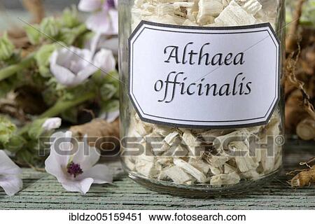 Althaea officinalis (Althea officinalis) roots, marshmallow roots, ade root, old tea, old thee, old eh, driant root, yew, river herb, medicinal root, native root, auxiliary root, Ibsche, Ipsche, velvet poplar, velvet poplar, slime root, white poplar,... View Large Photo Image Stock Image - Althaea officinalis (Althea officinalis) roots, marshmallow roots, ade root, old tea, old thee, old eh, driant root, yew, river herb, medicinal root, native root, auxiliary root, Ibsche, Ipsche, velvet poplar, velvet poplar, slime root, white poplar,.... Fotosearch