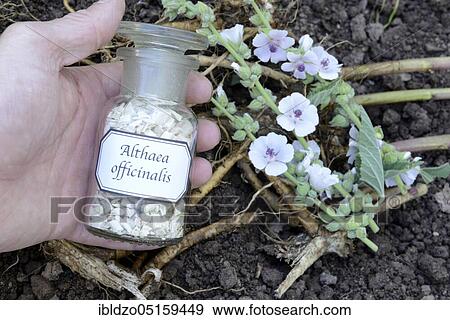 Althaea officinalis (Althea officinalis) roots, marshmallow roots, ade root, old tea, old thee, old eh, driant root, yew, river herb, medicinal root, native root, auxiliary root, Ibsche, Ipsche, velvet poplar, velvet poplar, slime root, white poplar,... View Large Photo Image Stock Photo - Althaea officinalis (Althea officinalis) roots, marshmallow roots, ade root, old tea, old thee, old eh, driant root, yew, river herb, medicinal root, native root, auxiliary root, Ibsche, Ipsche, velvet poplar, velvet poplar, slime root, white poplar,.... Fotosearch