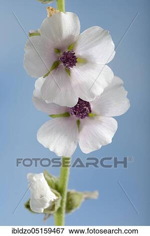 Althaea officinalis (Althea officinalis), Ade root, Altee, Alter Thee, Alte Eh, Driant root, Eibsche, River weed, Healing root, Native root, Auxiliary root, Ibsche, Ipsche, Sammt-Poplar, Velvet poplar, Slimy root, White poplar, White root View Large Photo Image Stock Photo - Althaea officinalis (Althea officinalis), Ade root, Altee, Alter Thee, Alte Eh, Driant root, Eibsche, River weed, Healing root, Native root, Auxiliary root, Ibsche, Ipsche, Sammt-Poplar, Velvet poplar, Slimy root, White poplar, White root. Fotosearch