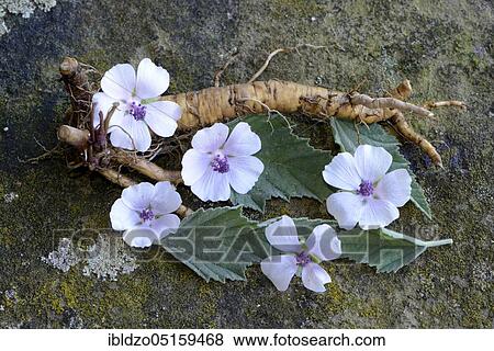 Althaea officinalis (Althea officinalis) Root and flowers, marshmallow root, Ade root, Altee, Alter Thee, Alte Eh, Driant root, Eibsche, river herb, medicinal root, native root, auxiliary root, Ibsche, Ipsche, Sammt-Pappel, Samtpappel, Schleimwurzel,... View Large Photo Image Stock Photo - Althaea officinalis (Althea officinalis) Root and flowers, marshmallow root, Ade root, Altee, Alter Thee, Alte Eh, Driant root, Eibsche, river herb, medicinal root, native root, auxiliary root, Ibsche, Ipsche, Sammt-Pappel, Samtpappel, Schleimwurzel,.... Fotosearch