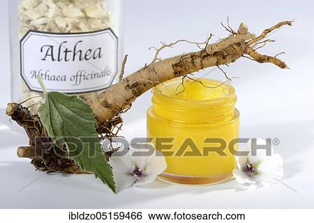 Althaea officinalis (Althea officinalis) roots, marshmallow roots, marshmallow root ointment, Ade root, Altee, Alter Thee, Alte Eh, driant root, yew, river weed, medicinal root, native root, auxiliary root, Ibsche, Ipsche, Sammt-Pappel, Samtpappel, S View Large Photo Image Stock Photograph - Althaea officinalis (Althea officinalis) roots, marshmallow roots, marshmallow root ointment, Ade root, Altee, Alter Thee, Alte Eh, driant root, yew, river weed, medicinal root, native root, auxiliary root, Ibsche, Ipsche, Sammt-Pappel, Samtpappel, S. Fotosearch