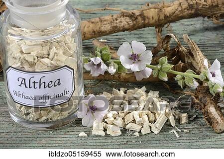 Althaea officinalis (Althea officinalis) roots, marshmallow roots, ade root, old tea, old thee, old eh, driant root, yew, river herb, medicinal root, native root, auxiliary root, Ibsche, Ipsche, velvet poplar, velvet poplar, slime root, white poplar,... View Large Photo Image Stock Photography - Althaea officinalis (Althea officinalis) roots, marshmallow roots, ade root, old tea, old thee, old eh, driant root, yew, river herb, medicinal root, native root, auxiliary root, Ibsche, Ipsche, velvet poplar, velvet poplar, slime root, white poplar,.... Fotosearch
