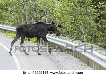 American elk (Alces alces) crosses road, Forillon national park, Quebec, Canada, North America View Large Photo Image Picture - American elk (Alces alces) crosses road, Forillon national park, Quebec, Canada, North America. Fotosearch