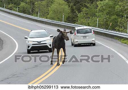 American elk (Alces alces) crosses road, Forillon national park, Quebec, Canada, North America View Large Photo Image Stock Image - American elk (Alces alces) crosses road, Forillon national park, Quebec, Canada, North America. Fotosearch