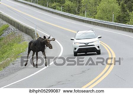 American elk (Alces alces) crosses road, Forillon national park, Quebec, Canada, North America View Large Photo Image Stock Photo - American elk (Alces alces) crosses road, Forillon national park, Quebec, Canada, North America. Fotosearch