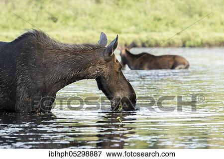 Stock Photo - American elk (Alces alces) eating in the lake, Forillon national park, Quebec, Canada, North America. Fotosearch