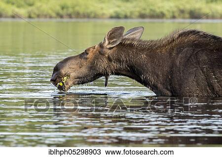 American elk (Alces alces), Forillon national park, Quebec, Canada, North America View Large Photo Image Stock Image - American elk (Alces alces), Forillon national park, Quebec, Canada, North America. Fotosearch