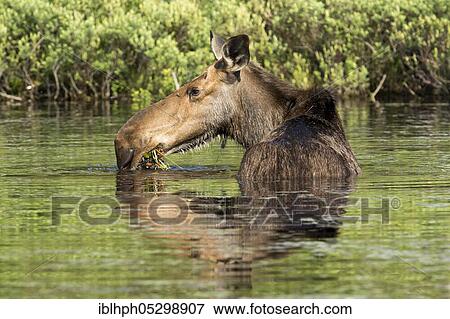 American elk (Alces alces), Forillon national park, Quebec, Canada, North America View Large Photo Image Stock Photo - American elk (Alces alces), Forillon national park, Quebec, Canada, North America. Fotosearch