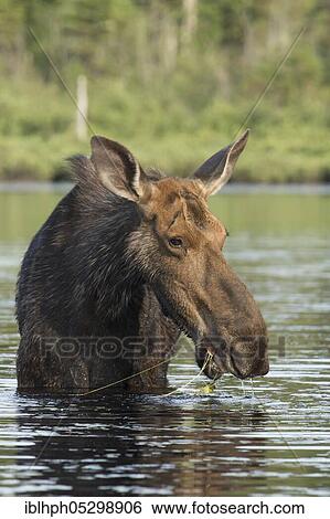 American elk (Alces alces), Forillon national park, Quebec, Canada, North America View Large Photo Image Stock Photograph - American elk (Alces alces), Forillon national park, Quebec, Canada, North America. Fotosearch