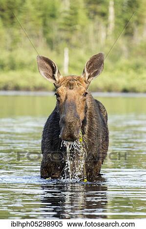 American elk (Alces alces), Forillon national park, Quebec, Canada, North America View Large Photo Image Stock Photography - American elk (Alces alces), Forillon national park, Quebec, Canada, North America. Fotosearch