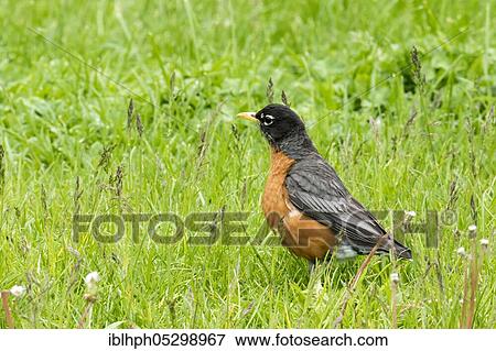 American robin, migratory thrushes (Turdus migratorius), songbirds, animals, birds, American robin, Forillon national park, Quebec, Canada, North America View Large Photo Image Stock Photo - American robin, migratory thrushes (Turdus migratorius), songbirds, animals, birds, American robin, Forillon national park, Quebec, Canada, North America. Fotosearch